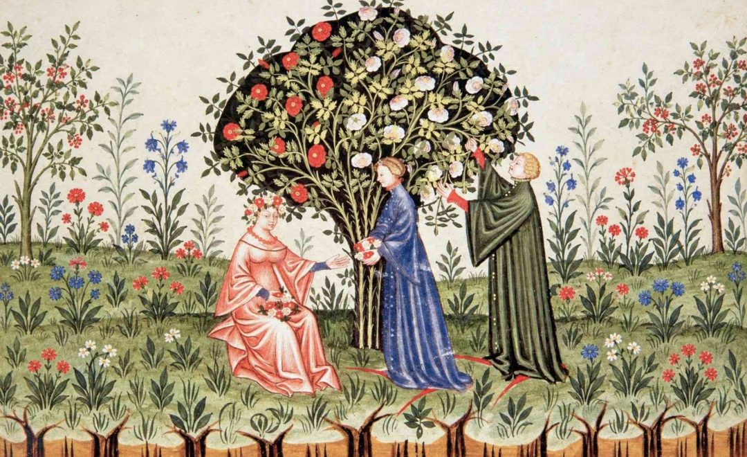 profumi-nel-medioevo-raccolta-rose